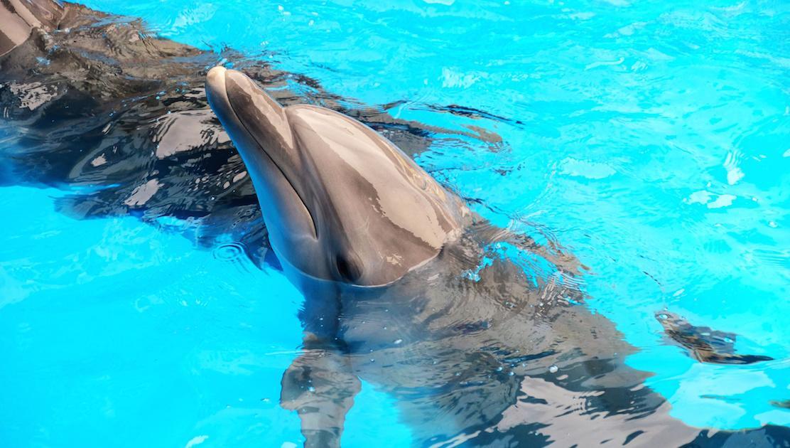 Vila Branca Albufeira Eksteriør billede